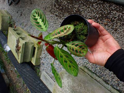 商品一覧 - Y's Exotics （山田食虫植物農園）