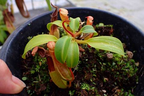 商品一覧 - Y's Exotics （山田食虫植物農園）