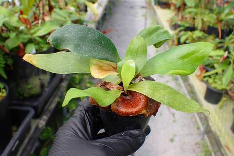 ビカクシダ Ys 商品一覧 - Y's Exotics （山田食虫植物農園）