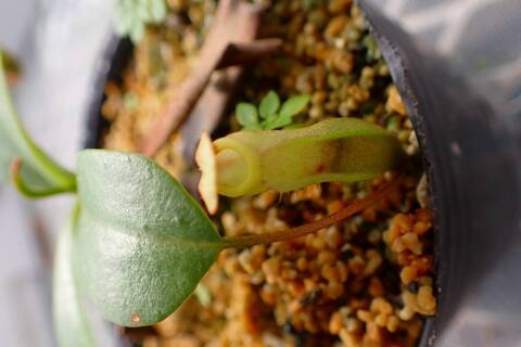 食虫植物N. xtrusmadensis AW clone:3 食虫植物N. xtrusmadensis AW clone:3