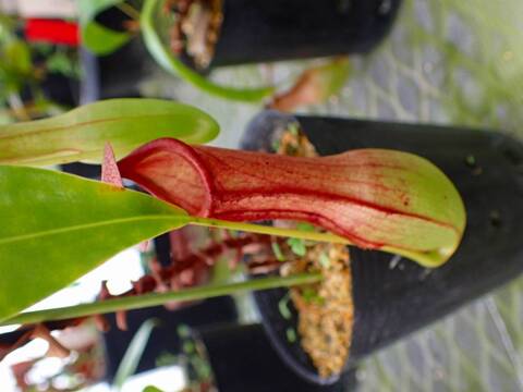 商品一覧 - Y's Exotics （山田食虫植物農園）