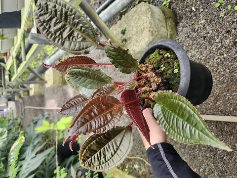 未分類の商品一覧 | Y's Exotics （山田食虫植物農園）