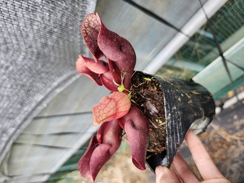 R368 S. purpurea ssp. venosa var. burkii (No.3) Y's 