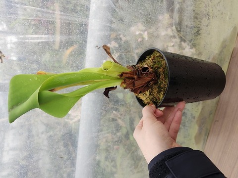 商品一覧 - Y's Exotics （山田食虫植物農園）