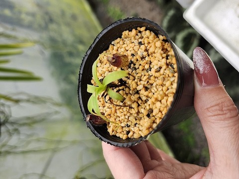 608〓超希少Peritassa hatschbachiiチビ苗 [限１鉢] 商品一覧 | Y's Exotics （山田食虫植物農園）