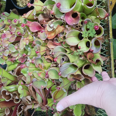 ヘリアンフォラ　Heliamphora 交配種 Heliamphora ヘリアンフォラ 交配種 - メルカリ