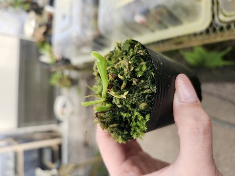 E157 1-1 H. saracenioides Ptari Venezuela AW