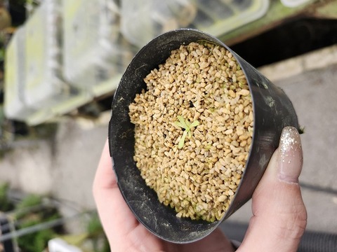 G096 1-2 P. immaculata CS