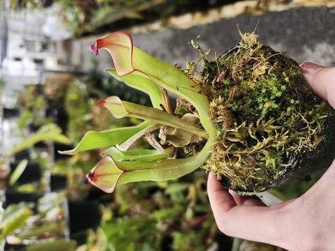 Heliamphora（ヘリアンフォラ）の商品一覧 | Y's Exotics （山田食虫植物農園）