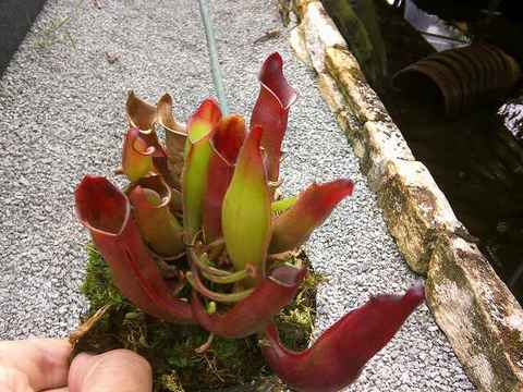 Heliamphora（ヘリアンフォラ）の商品一覧 | Y's Exotics （山田食虫植物農園）