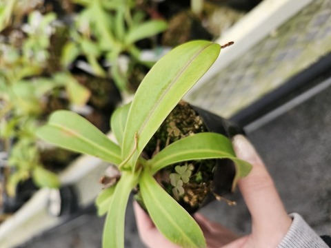 G022 5-3 N. ventricosa x [ventricosa (lowii x ventricosa )] EP