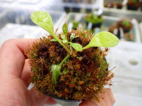 Y761 1-1 Cephalotus follicularis seedling's of Hummer's Giant 06