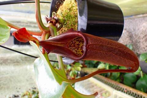 ゆうゆうネペンテス・ミランダ Nepenthes（ネペンテス/ウツボカズラ）の商品一覧 | Y's Exotics
