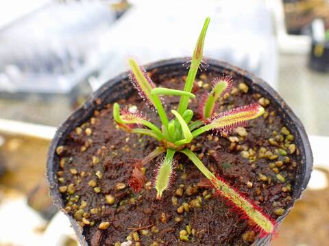 P387 4-1 D. capensis narow leaf