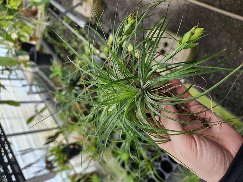 P983 3-3 T. stricta Green TI 