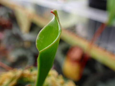 商品一覧 - Y's Exotics （山田食虫植物農園）