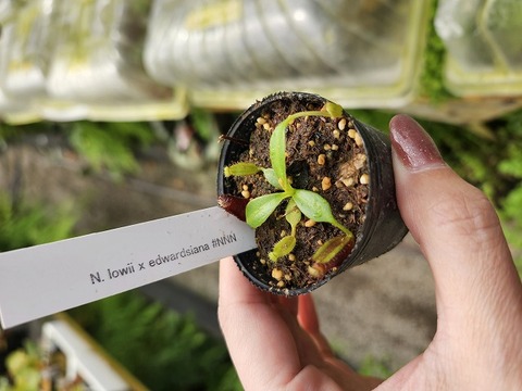 商品一覧 - Y's Exotics （山田食虫植物農園）