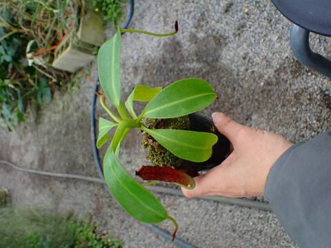 商品一覧 - Y's Exotics （山田食虫植物農園）