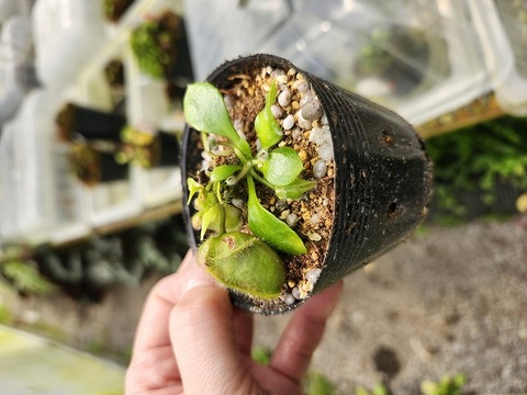 商品一覧 - Y's Exotics （山田食虫植物農園）