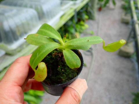P910 3-2 [YA-10] N. veitchii Bario (very big pitcher) x veitchii Bario (stripe peristome) Y's Lab