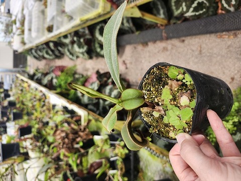 商品一覧 - Y's Exotics （山田食虫植物農園）