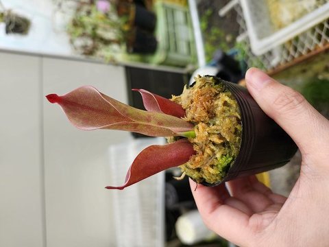 Heliamphora（ヘリアンフォラ）の商品一覧 | Y's Exotics （山田食虫植物農園）