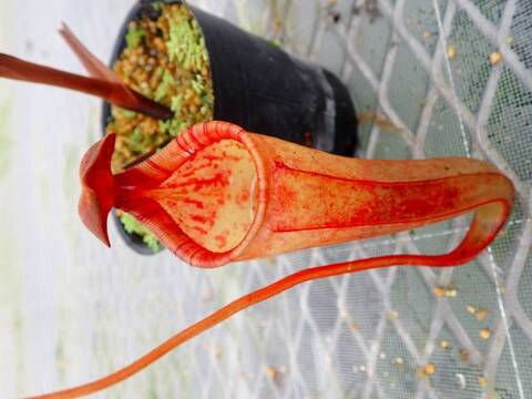 商品一覧 | Y's Exotics （山田食虫植物農園）