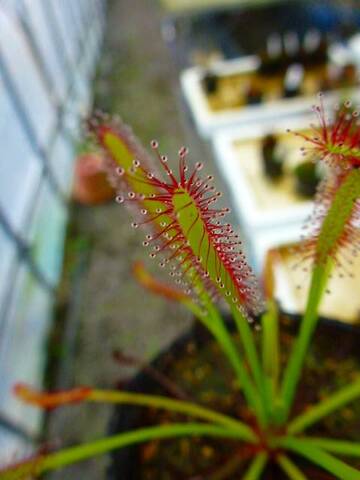 Drosera（ドロセラ/モウセンゴケ）の商品一覧 | Y's Exotics （山田食虫植物農園）