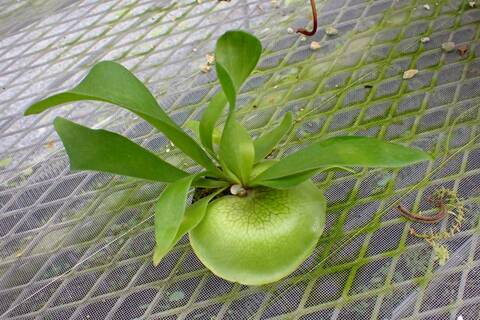 ビカクシダ Oceanbeaw Blue Oceanスポアを販売致します！✨🌱✨ Dwarf tatsuta x Mt