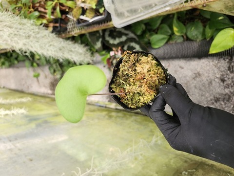 抜き苗✨レア♥️蜜桃プリン✕Prodidity✨ 商品一覧 - Y's Exotics （山田食虫植物農園）