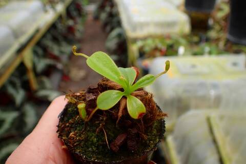 E224 1-3 N. kinabaluensis x lowii #NNN  