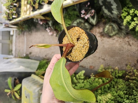 G706 1-2 N. lowii x clipeata CK 