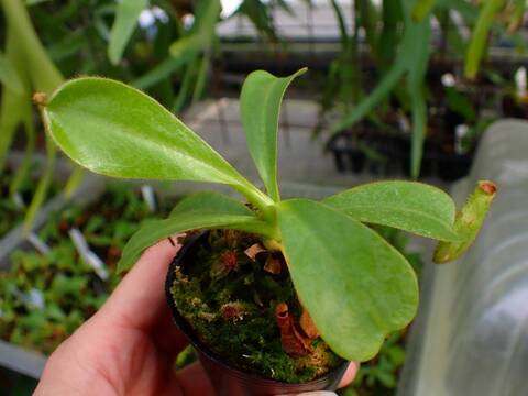 E127 3-2 [YA-10] N. veitchii Bario (very big pitcher) x veitchii Bario (stripe peristome) Y's Lab