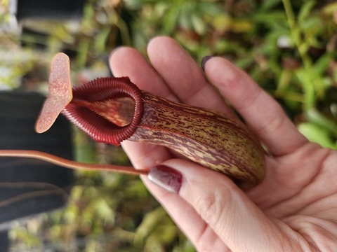 商品一覧 - Y's Exotics （山田食虫植物農園）