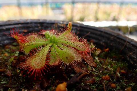 Y's Exotics （山田食虫植物農園）