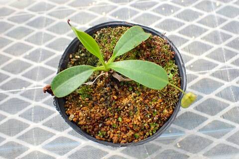 Nepenthes（ネペンテス/ウツボカズラ）の商品一覧 | Y's Exotics