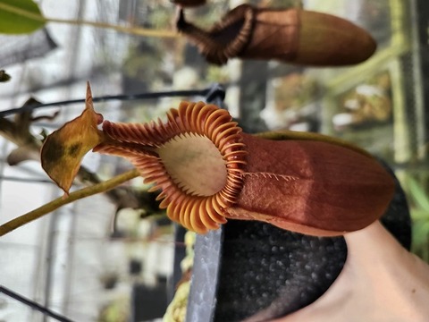 食虫植物N. xtrusmadensis AW clone:1 Nepenthes x trusmadiensis clone 1 #1 / N.hamata #3 / N.dubia #1