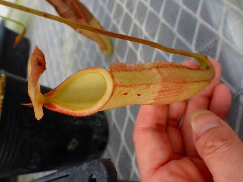 P021 5-3 #BBB N. `Ile de France' Y's