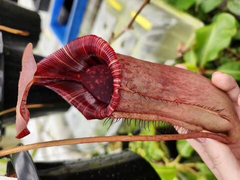 Nepenthes（ネペンテス/ウツボカズラ）の商品一覧 | Y's Exotics （山田食虫植物農園）