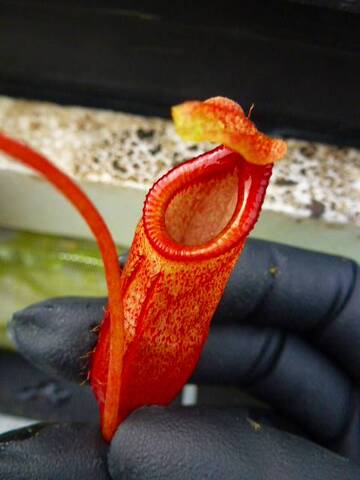 Nepenthes（ネペンテス/ウツボカズラ）の商品一覧 | Y's Exotics