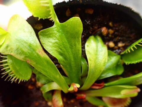 Y116 5-1 Dionaea muscipula 鈴木系 original