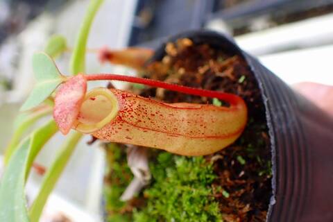 ネペンテス・ダイデリアナ 食虫植物 ネペンテス ダイエリアナ 【観葉植物 7号／1個売り