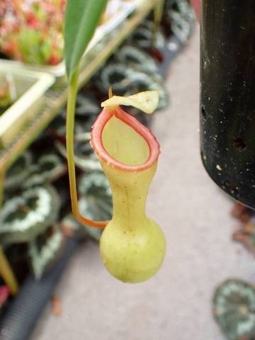 Nepenthes（ネペンテス/ウツボカズラ）の商品一覧 | Y's Exotics （山田食虫植物農園）