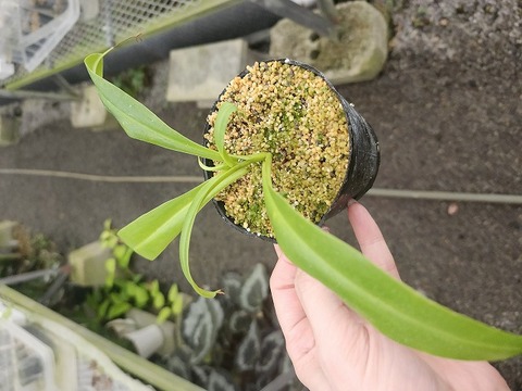 J593 3-3 N. alata red form Dinagat Y's 