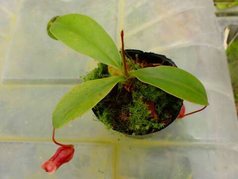 O135 1-4 N. bellii x xalisaputrana #NNN