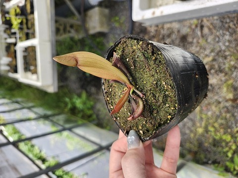 G739 4-1 S. purpurea ssp. venosa No.1 SWC