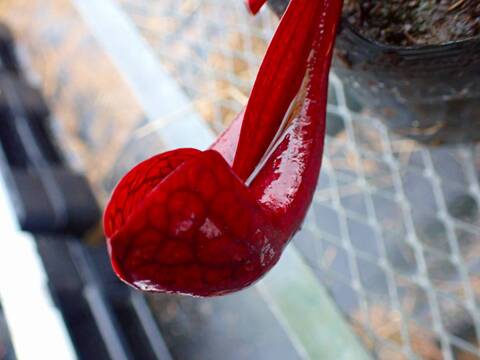 商品一覧 - Y's Exotics （山田食虫植物農園）