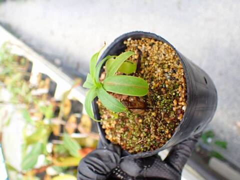 G628 5-3 ＃BBB N. ventricosa 丸型 斑（まだら) ♀ 