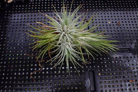 G403 3-1 T. ionantha Guat TI