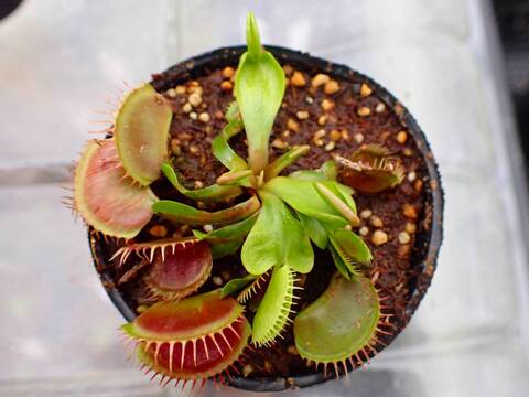 Y124 5-1 Dionaea muscipula 鈴木系 original